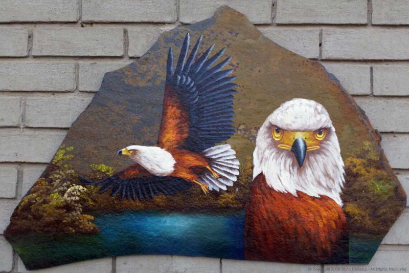 African Fish-eagle by Christelle on slate