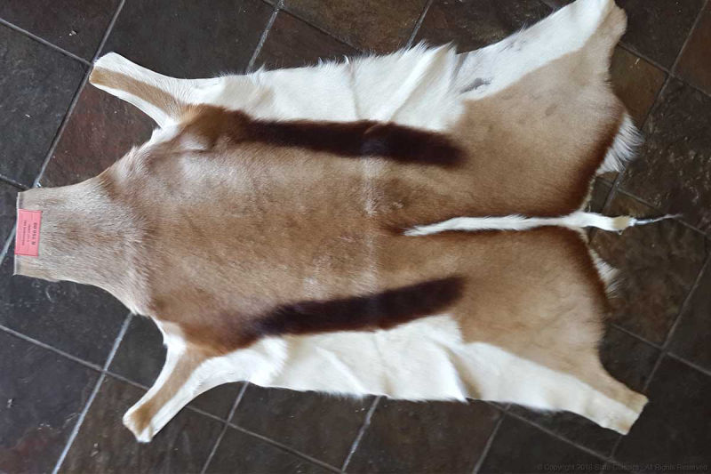 Buck skin